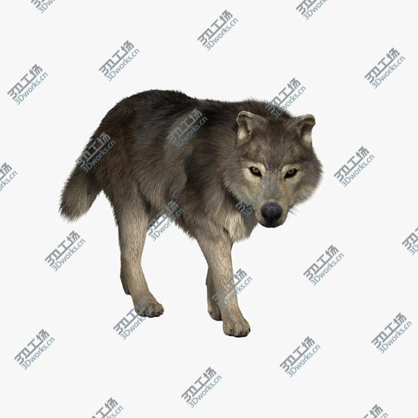 images/goods_img/20210312/Wolf  FUR ANIMATED/1.jpg